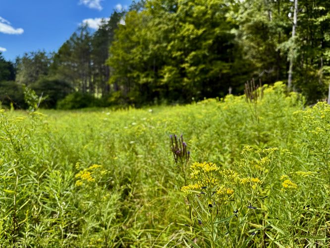 Chest-high overgrowth leads out to the forest from the trailhead