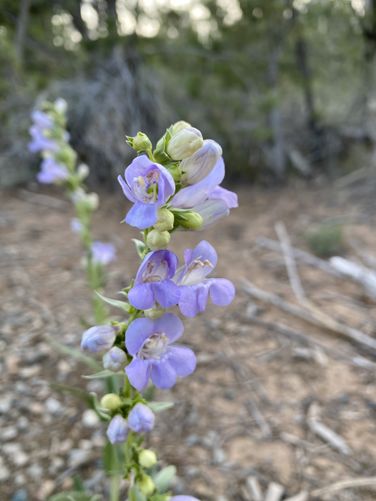 Rocky Mountain Penstemon wildflowers (Penstemon strictus)