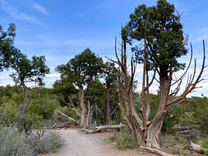 Old-growth juniper trees along the Soda Canyon Overlook Trail