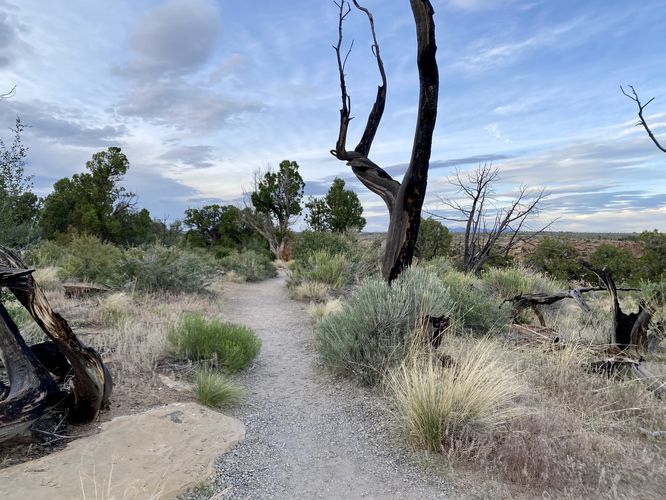 Evidence of wildfire along the trail