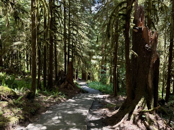 Hiking dow the initial staircase toward Sol Duc Falls from the parking lot. Passing through a lush forest