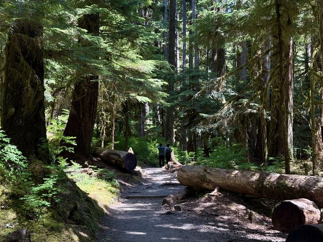 Hikers pass through the lush forest along the Sol Duc Falls Trail