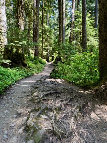 Raised root patch in the middle of the trail