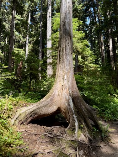 Picture 19 of Sol Duc Falls Hike