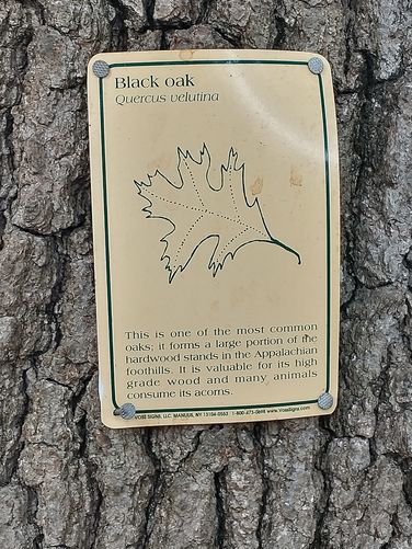 Tree ID tags 