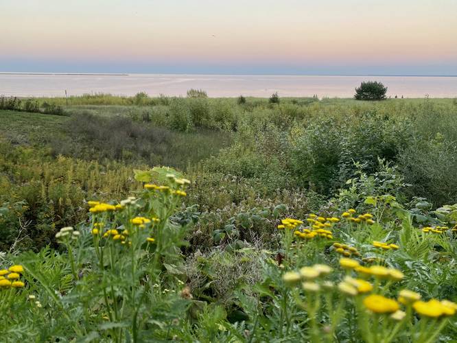 Lake Superior sunset with wildflowers in foreground
