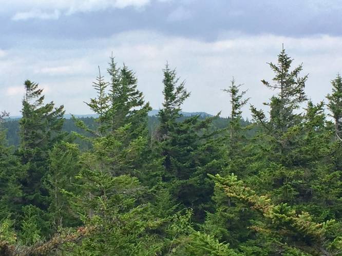 View of Dolly Sods Bear Rocks Preservation