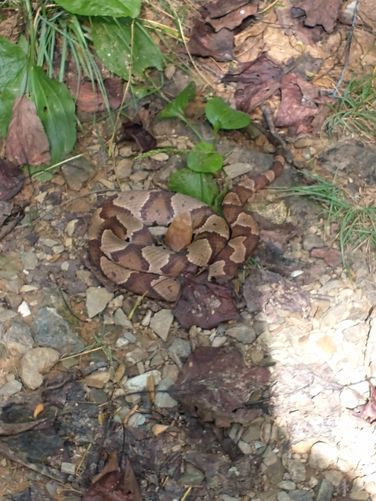 Watch your step while hiking. This Eastern Copperhead snake was sunning itself on the trail.