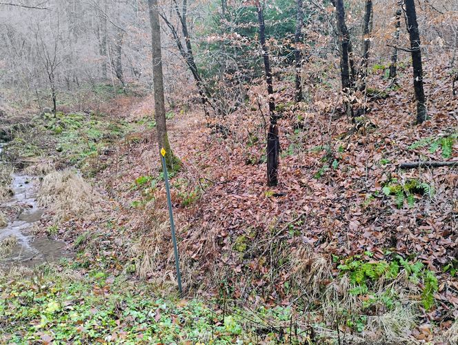 Odin Hoxie Trail - South Woods Trailhead album