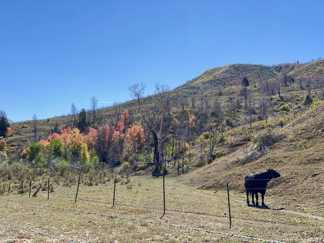 Cow with autumn foliage along the Spanish Fork River Trail