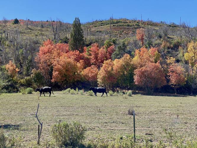 Cows with autumn foliage along the Spanish Fork River Trail