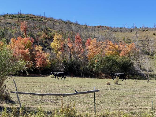 Cow with autumn foliage along the Spanish Fork River Trail