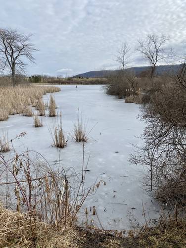 Lowe Pond view