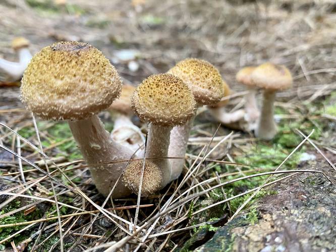 Spooky mushrooms in Spook Hollow