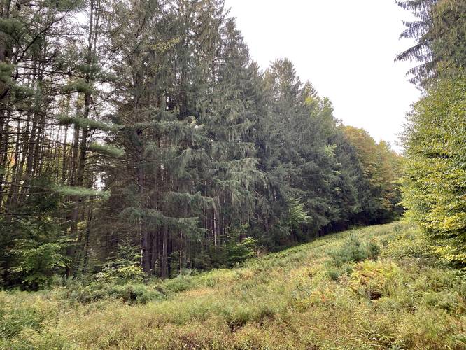 Norway Spruce evergreens