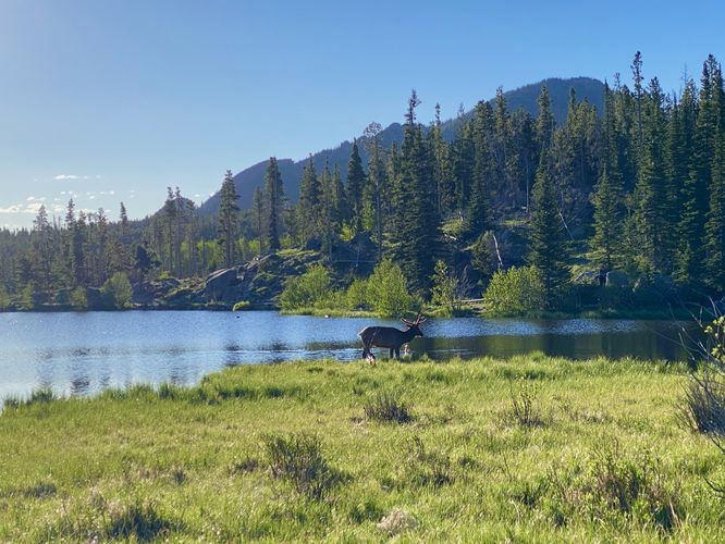 Wild elk at Sprague Lake