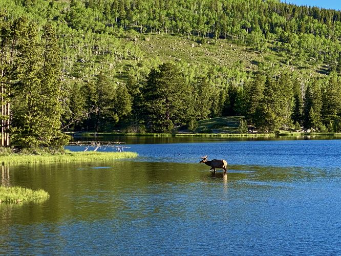 Wild elk walks through Sprague Lake