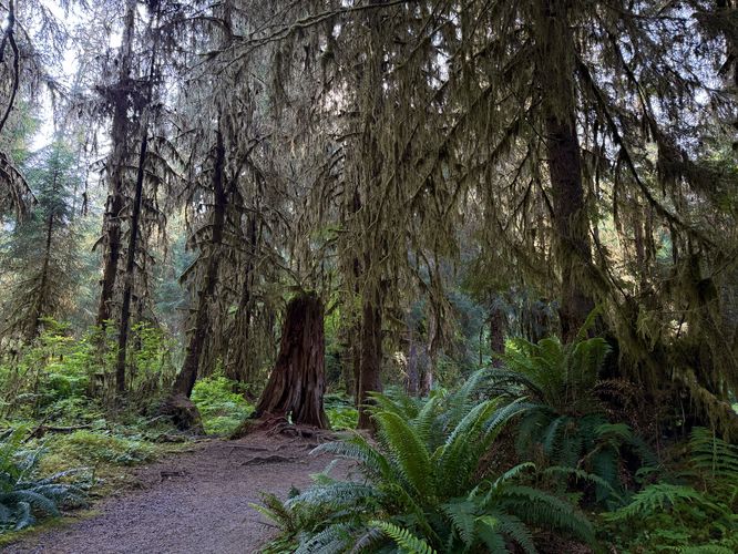 Hiking through the ferns and mosses of the Hoh Rainforest