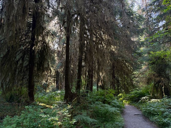 More lush greenery along the trail