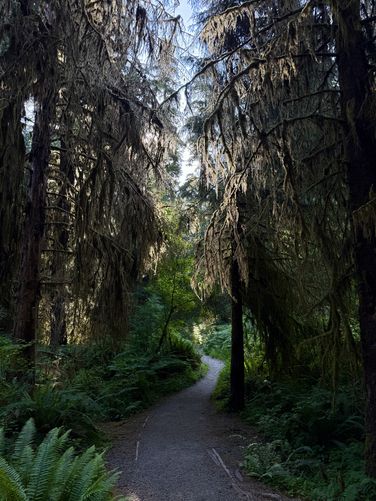 Portrait of the Spruce Nature Trail as it winds under the dark canopy of the Hoh Rainforest