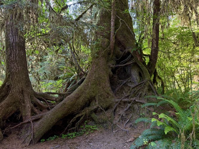 Tangled roots of trees that once grew out of a nurselog