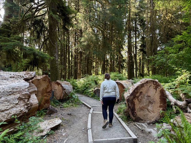 ~5-foot thick fallen trees abut the trail