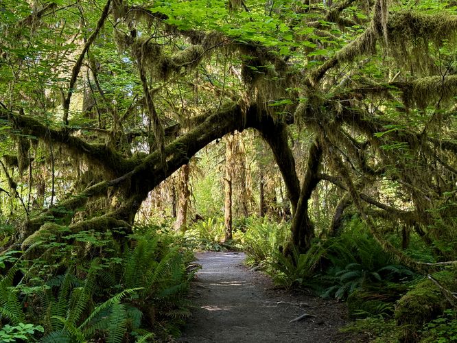Default image for Spruce Nature Trail, a 1.1-mile trail in Forks, WA (US)