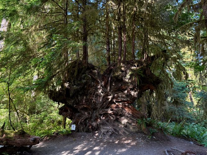 Large wall of tree roots with new growth trees adorning the top