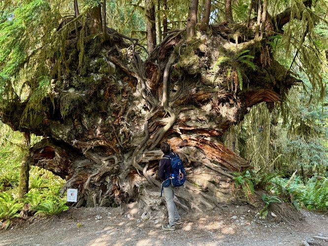 Root wall (do not climb!)