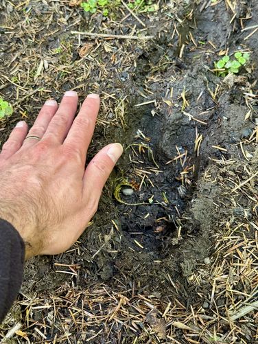 Elk hoof print in the mud