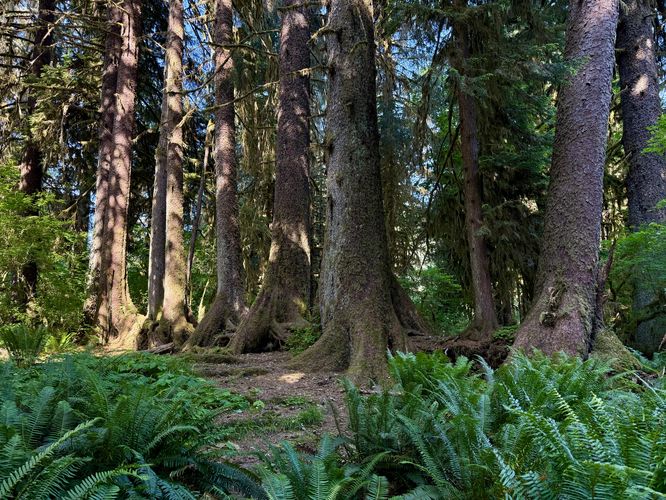 Trees growing in a row on an old nurselog
