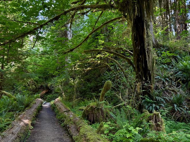 Lush vegetation surrounds the Spruce Nature Trail