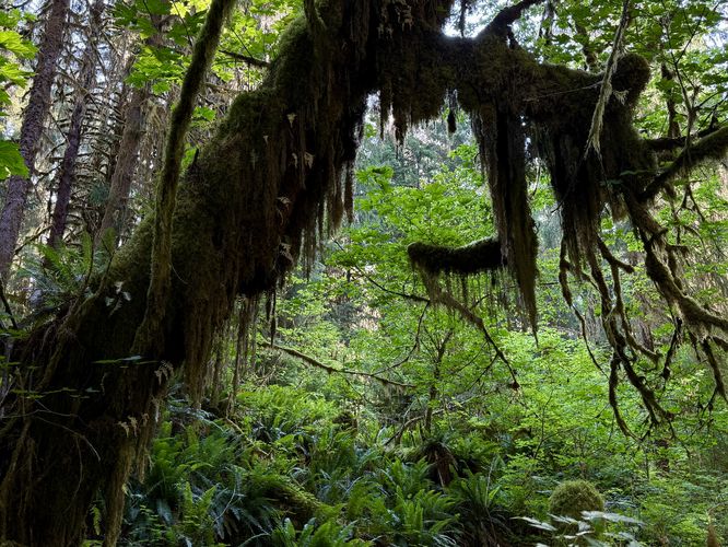 Hanging moss grows on tree branches with in the Hoh Rainforest