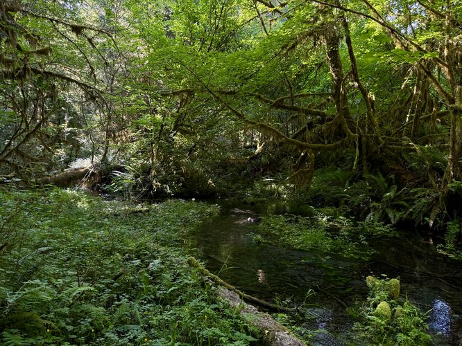 View of Taft Creek from the trail
