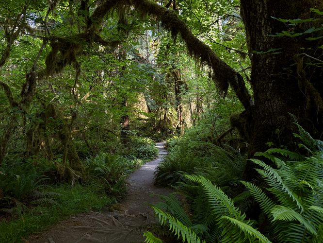 Spruce Nature Trail leads through the lush Hoh Rainforest