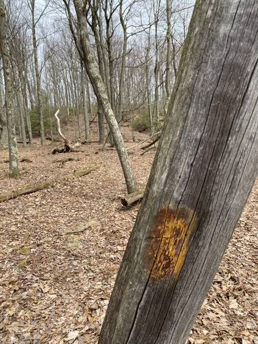 Picture 42 of Square Timber Trail