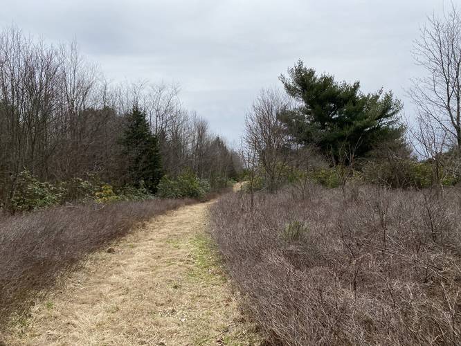 Picture 6 of Square Timber Vista via Bucktail Path