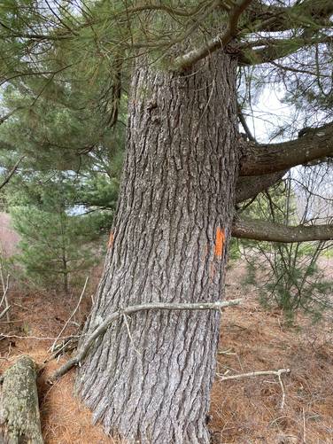 Old-growth white pine