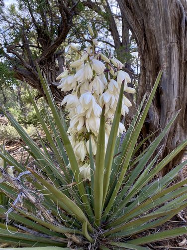 Banana yucca wildflowers