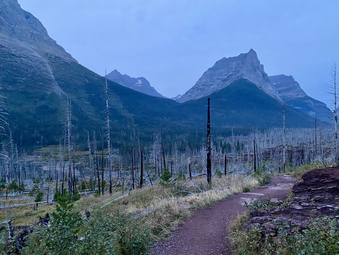 Alpine mountains surround a previously-burnt forest with dead standing