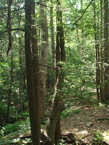 Picture 34 of St Marys Wilderness Hike 062307