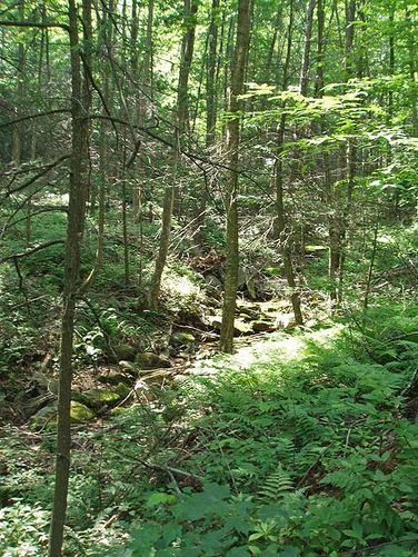 Picture 36 of St Marys Wilderness Hike 062307