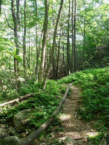 Picture 37 of St Marys Wilderness Hike 062307