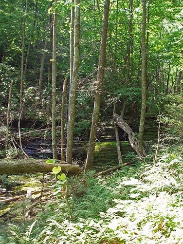 Picture 38 of St Marys Wilderness Hike 062307