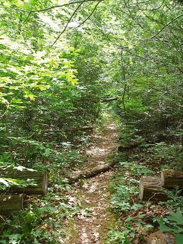 Picture 28 of St Marys Wilderness Hike 062307