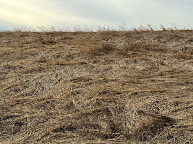 Golden sea of grasses