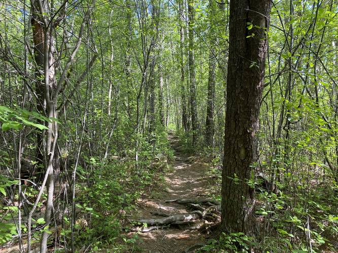 Steedman Woods Trail