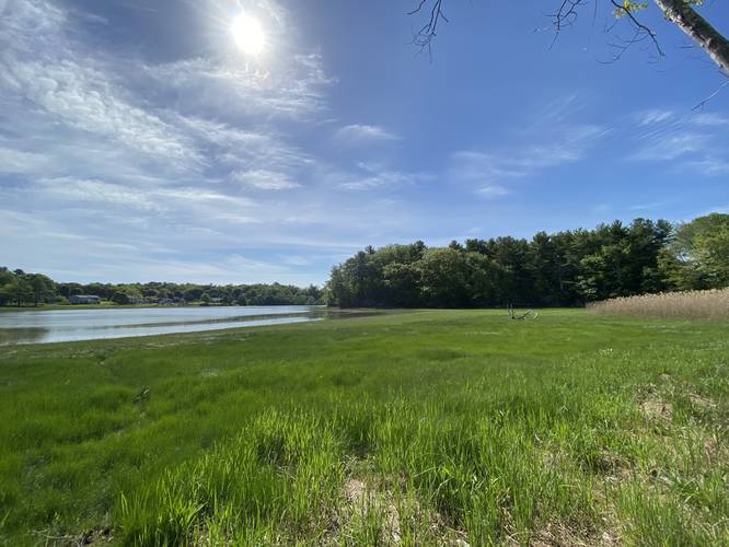 Saltwater tidal marsh