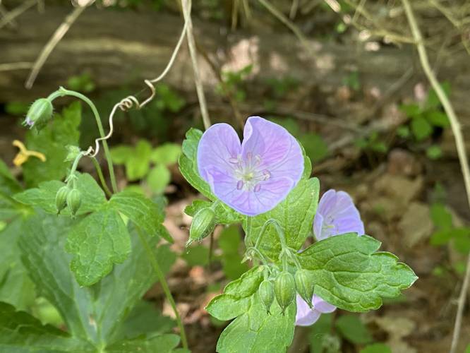 Picture 7 of Steedman Woods Trail