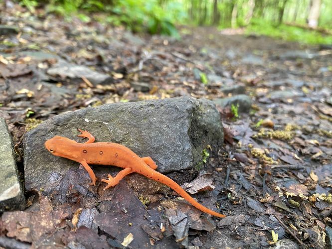 Salamander on the trail